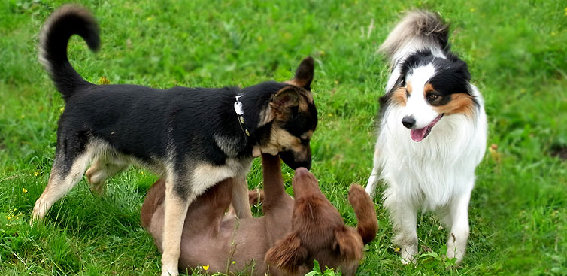 Hundeschule Hundgerecht Hamburg Ute Pollack in Hamburg - Logo