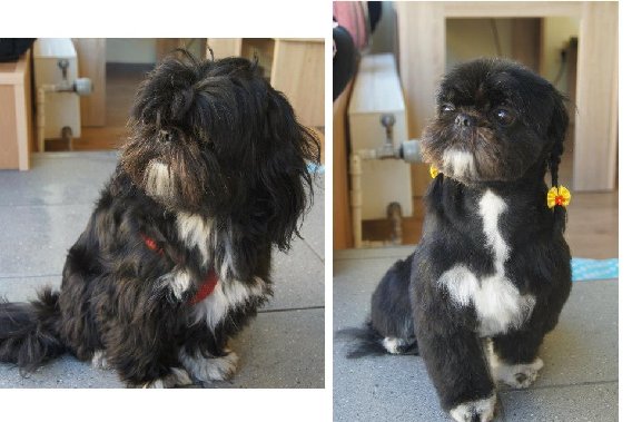 Hundesalon Wuff & Styling in Frankfurt am Main - Logo