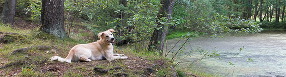 Cityhunde - Hundeschule in Marienthal Stadt Zwickau - Logo
