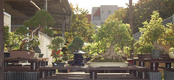 Bonsai Concept in Berlin - Logo