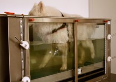 Hundephysiotherapie Köln Hundebehandlung in Köln - Logo