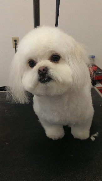 Hundesalon Bello in Oelsberg - Logo