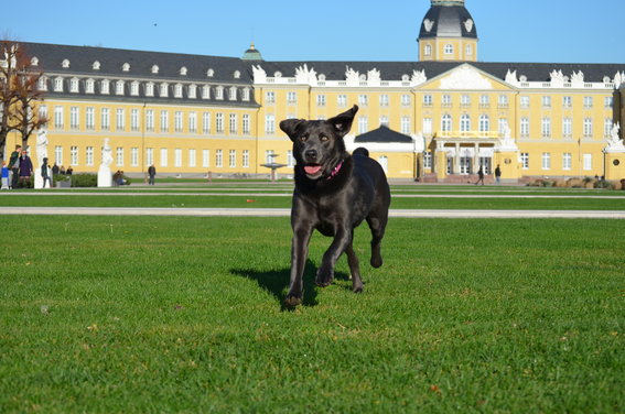 meine hundeschule in Karlsruhe - Logo