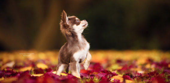 Purrpaws Tierfotografie Natalie Große in Berlin - Logo