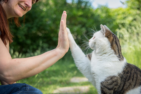 TheraFelis - Katzenberatung & Catsitting in Gauting - Logo