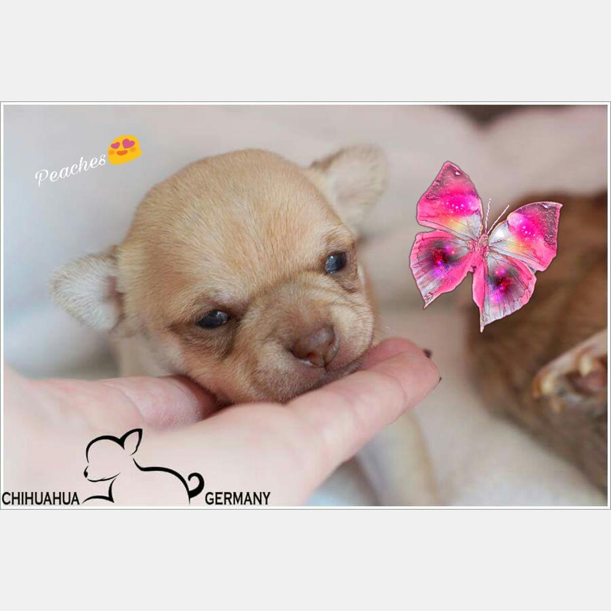 Cocker Spaniel & Chihuahuas vd Schönfelder -Höhe in Schönefeld bei Berlin - Logo
