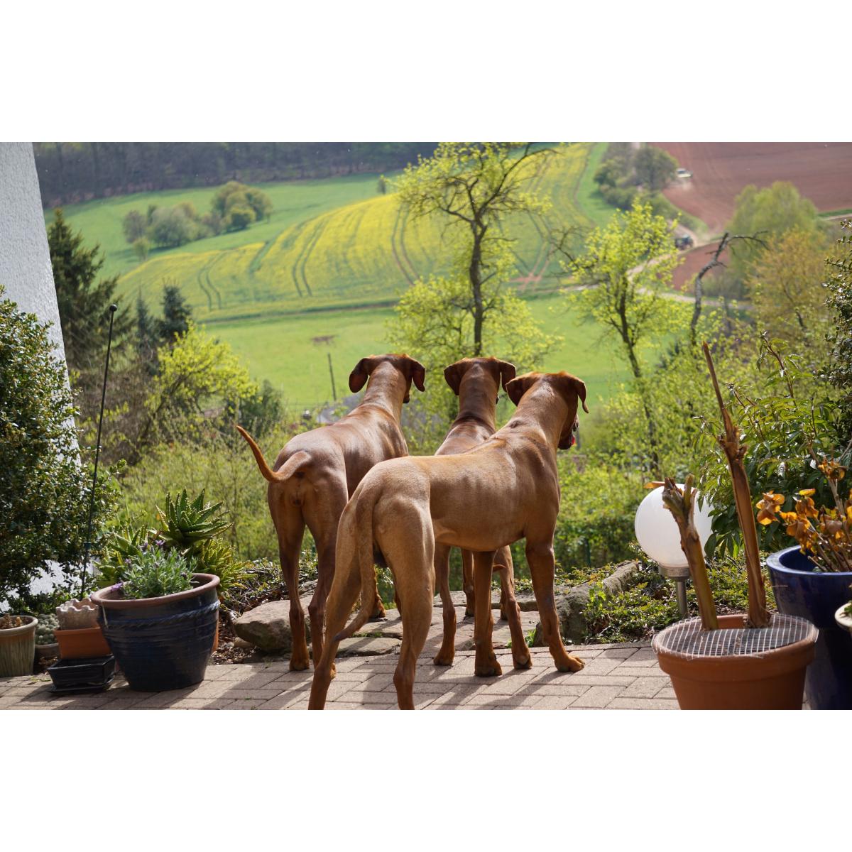 Arinura-Shop Onlineshop für Hundezubehör in Otterbach in der Pfalz - Logo
