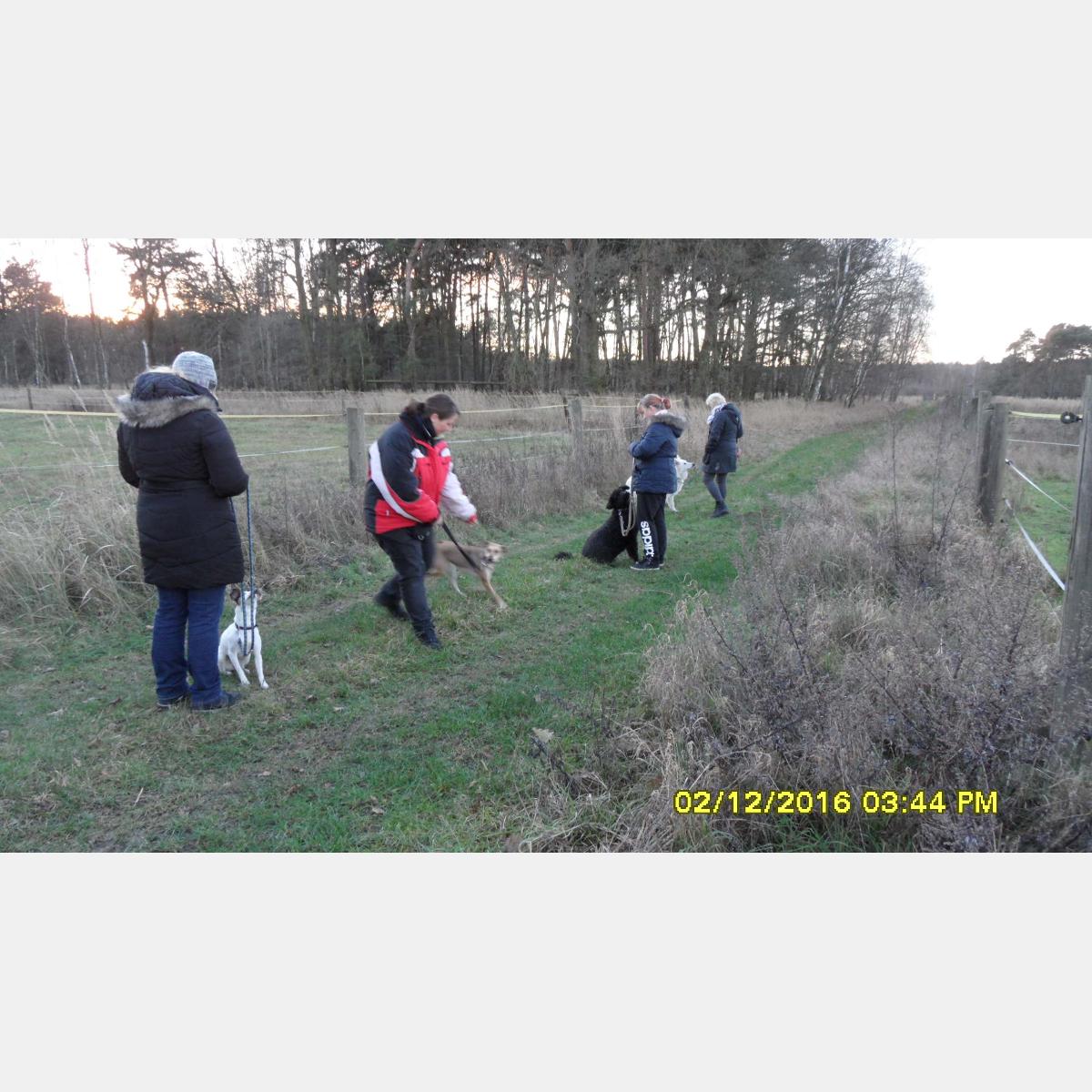 GB Hundetraining - mit - Spass in Mittenwalde in der Mark - Logo