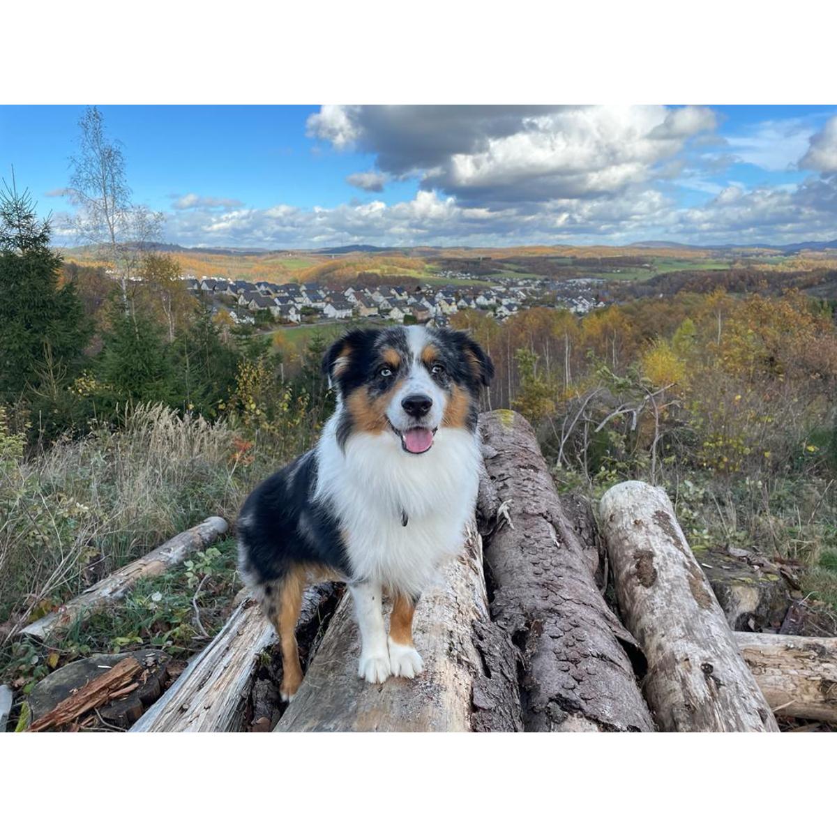 DER Hundesalon - Nicole Rademacher in Wenden - Logo