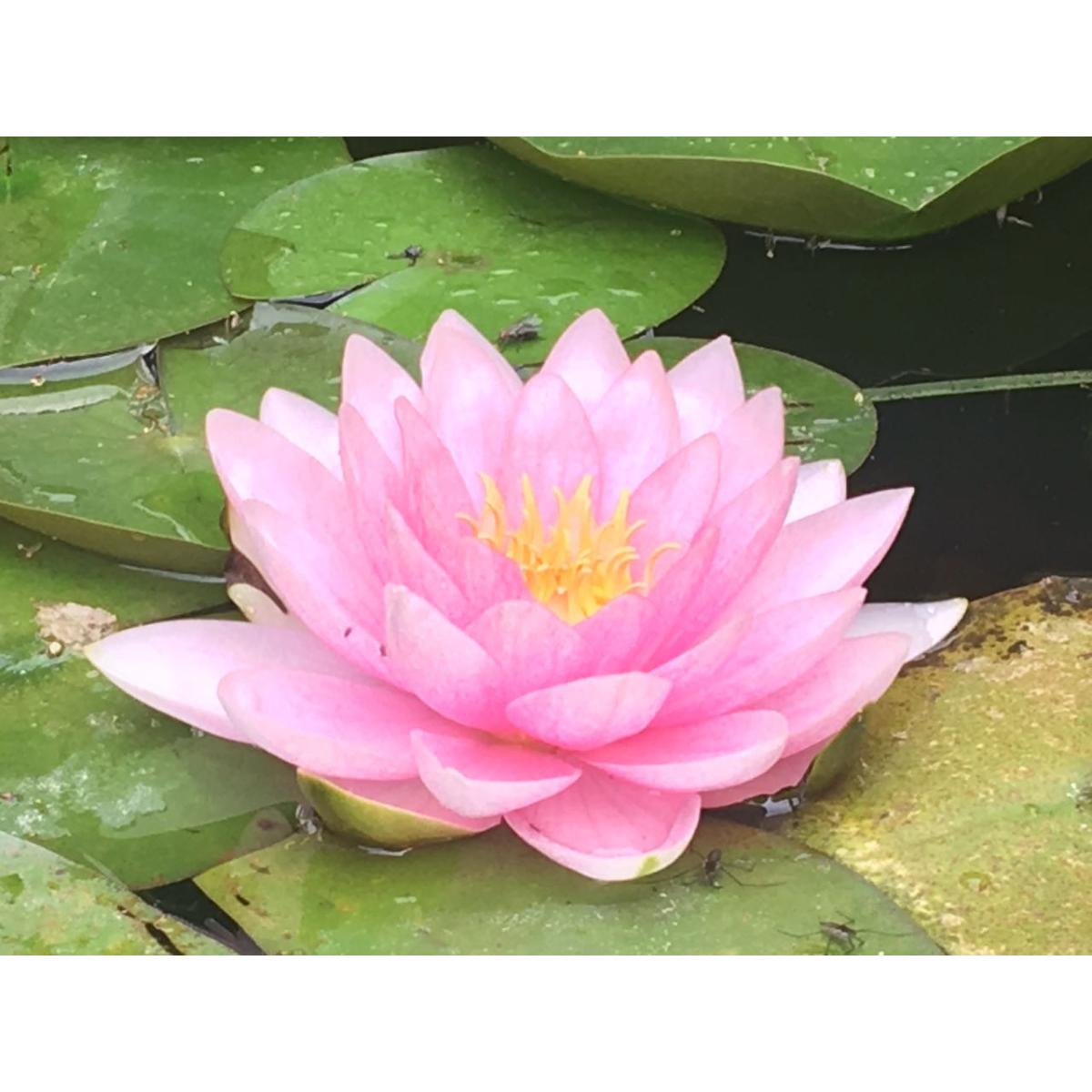 Yoga & Meer , Praxis für Schmerzcoaching in Grevenbroich - Logo