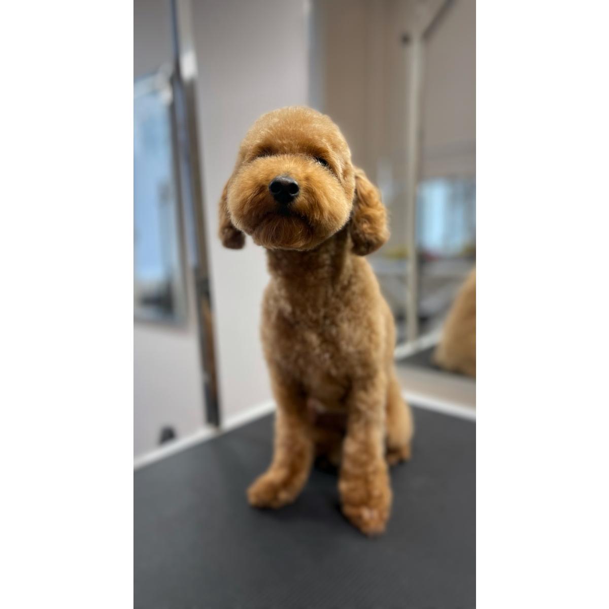 GroomRoom Hundesalon in Berlin - Logo