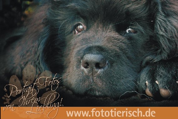 FOTO tierisch! in Kirchberg im Holzland - Logo