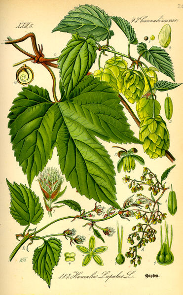 Bierbrauspezialversand in Friesoythe - Logo