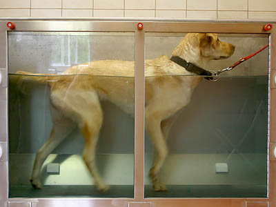 4-paw Hundekrankengymnastik, Hundephysiotherapie in Erftstadt - Logo