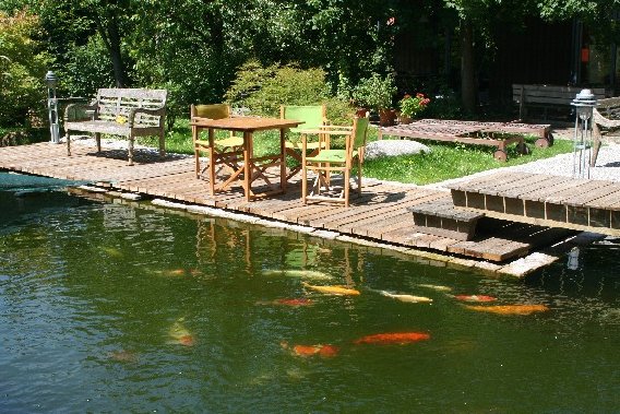 MAGIC KOI in Scheuring - Logo