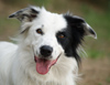 Fellfreund - Hundeschule und mehr... in Blankenfelde Mahlow - Logo