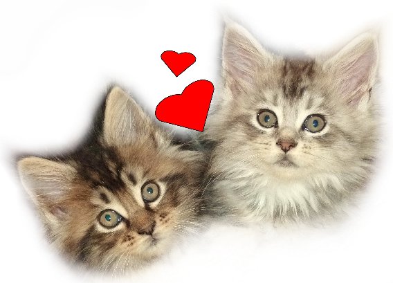 Torsten Fried und Kathrin Böttcher-Fried - Maine Coon Katzenzucht in Pritzwalk - Logo