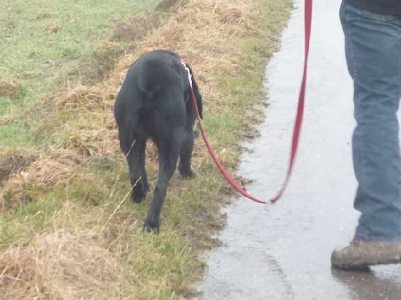 Mobile Hundeschule Merzig - Natalie Fuchs in Merzig - Logo