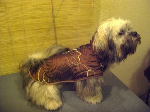 Lucky Dog & Cat Hunde-Katzensalon-Boutique, Herstellung Hundebkleidung-Kissen-Geschirre, Hundezucht, Lhasa Apso in Pforzen - Logo