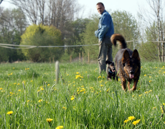 CanisAmare / Naturtraining für Mensch mit Hund in Hülsede - Logo