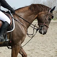 Ponyreiten