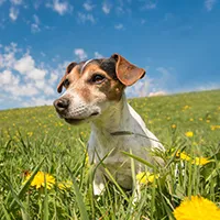 Hundeschulen