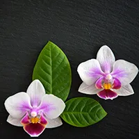 Orchid-Thai-Massage Massagestudio in Markkleeberg - Logo