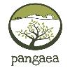 Pangaea Olivenöl aus Griechenland in Paderborn - Logo