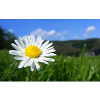 Blumenladen Gänseblümchen Inh. A.Winkelmann in Sindorf Stadt Kerpen im Rheinland - Logo