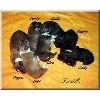 Shelties von der Oberalster in Alveslohe - Logo