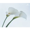Beauty Balance, Kosmetik & Wellness in Stuttgart - Logo