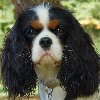 Cavalier King Charles Spaniel von "Mum's Angel" in Hülscheid Gemeinde Neunkirchen Seelscheid - Logo