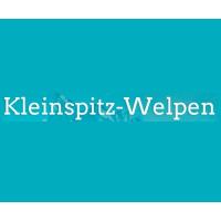 Weiße Kleinspitz-Welpen in Reutlingen - Logo