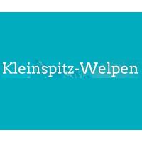 Weiße Kleinspitz-Welpen in Reutlingen - Logo