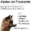 Alpakas am Frauenstein in Winklarn - Logo