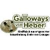 Galloways vom Heber in Bad Gandersheim - Logo