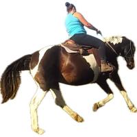 Fair Zum Pferd - Die Tüddelponys in Plön - Logo