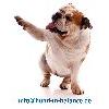 Hund-in-Balance, mobile Praxis für Hundekrankengymnastik und-osteopathie in Becklem Stadt Castrop Rauxel - Logo
