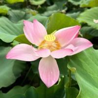 Lotus Thaimassage (woman only) in Lauenburg an der Elbe - Logo