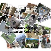 Tierschutzverein im Landkreis Kusel e.V. in Kusel - Logo