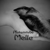 Pfotenstube Melle in Melle - Logo